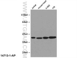 PEX19 Rabbit anti-Human, Mouse, Rat, Polyclonal, Proteintech 150 &mu;L;