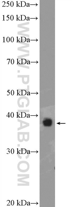 PEX19 Rabbit anti-Human, Mouse, Rat, Polyclonal, Proteintech 150 &mu;L;