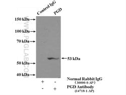 PGD Rabbit anti-Human, Mouse, Rat, Polyclonal, Proteintech 150 &mu;L; Unconjugated:Antibodies,