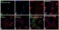 IL-8 (1-77) (CXCL8) Monoclonal Antibody (N11), eBioscience , Invitrogen:Antibodies:Primary