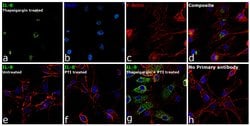 Invitrogen IL-8 (1-77) (CXCL8) Monoclonal Antibody (N11), eBioscience 2