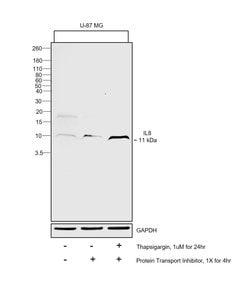 IL-8 (1-77) (CXCL8) Monoclonal Antibody (N11), eBioscience , Invitrogen:Antibodies:Primary