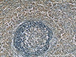 SKAP55 Rabbit anti-Human, Mouse, Rat, Polyclonal, Proteintech:Antibodies:Primary