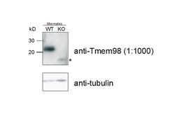 TMEM98 Rabbit anti-Human, Mouse, Polyclonal, Proteintech:Antibodies:Primary