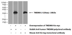TMEM98 Rabbit anti-Human, Mouse, Polyclonal, Proteintech:Antibodies:Primary