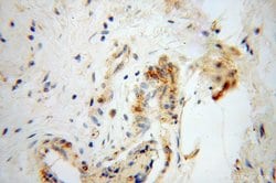 Proteintech DEFB1 Rabbit anti-Human, Polyclonal, Proteintech