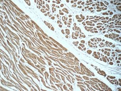 IVNS1ABP Rabbit anti-Human, Mouse, Rat, Polyclonal, Proteintech:Antibodies:Primary
