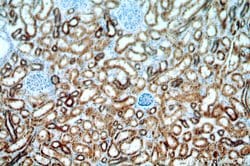 IVNS1ABP Rabbit anti-Human, Mouse, Rat, Polyclonal, Proteintech:Antibodies:Primary