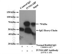 IVNS1ABP Rabbit anti-Human, Mouse, Rat, Polyclonal, Proteintech:Antibodies:Primary