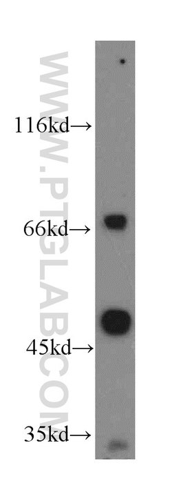 IVNS1ABP Rabbit anti-Human, Mouse, Rat, Polyclonal, Proteintech:Antibodies:Primary