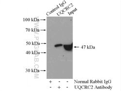 UQCRC2 Rabbit anti-Human, Mouse, Rat, Polyclonal, Proteintech:Antibodies:Primary