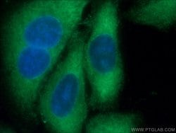 DRG2 Rabbit anti-Human, Mouse, Rat, Polyclonal, Proteintech:Antibodies:Primary