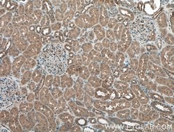 DRG2 Rabbit anti-Human, Mouse, Rat, Polyclonal, Proteintech:Antibodies:Primary