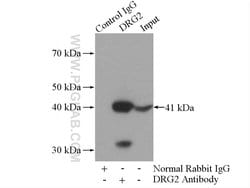 DRG2 Rabbit anti-Human, Mouse, Rat, Polyclonal, Proteintech:Antibodies:Primary