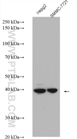 DRG2 Rabbit anti-Human, Mouse, Rat, Polyclonal, Proteintech:Antibodies:Primary