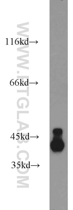 DRG2 Rabbit anti-Human, Mouse, Rat, Polyclonal, Proteintech:Antibodies:Primary