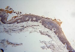 PDHB Rabbit anti-Human, Mouse, Rat, Polyclonal, Proteintech 150 &mu;L;