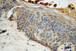 PDHB Rabbit anti-Human, Mouse, Rat, Polyclonal, Proteintech 150 &mu;L;