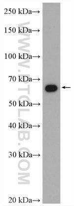 Thumbnail_CORO1C Rabbit anti-Human, Mouse, Rat, Polyclonal, Proteintech 150 &mu;L;