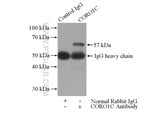 Thumbnail_CORO1C Rabbit anti-Human, Mouse, Rat, Polyclonal, Proteintech 150 &mu;L;