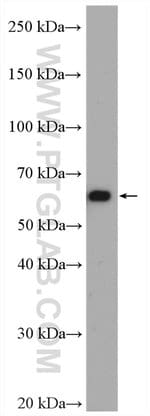 Thumbnail_CORO1C Rabbit anti-Human, Mouse, Rat, Polyclonal, Proteintech 150 &mu;L;