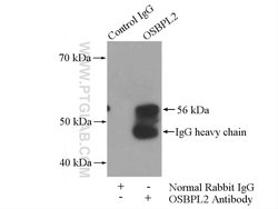 OSBPL2 Rabbit anti-Human, Mouse, Polyclonal, Proteintech 150 &mu;L | Buy Online | Proteintech Group Inc | Fisher Scientific
