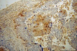 NLN Rabbit anti-Human, Mouse, Rat, Polyclonal, Proteintech 150 &mu;L; Unconjugated:Antibodies,