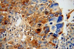 NLN Rabbit anti-Human, Mouse, Rat, Polyclonal, Proteintech 150 &mu;L; Unconjugated:Antibodies,