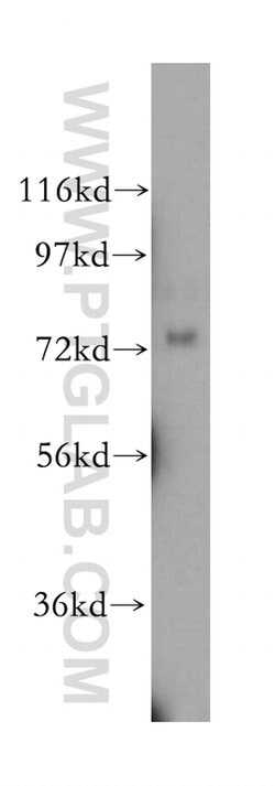 NLN Rabbit anti-Human, Mouse, Rat, Polyclonal, Proteintech 150 &mu;L; Unconjugated:Antibodies,