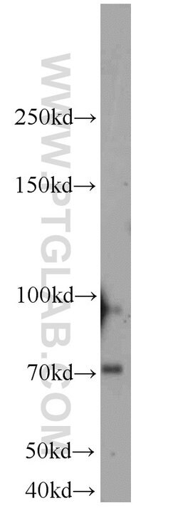 NLN Rabbit anti-Human, Mouse, Rat, Polyclonal, Proteintech 150 &mu;L; Unconjugated:Antibodies,
