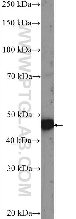 PWP1 Rabbit anti-Human, Mouse, Rat, Polyclonal, Proteintech 20 &mu;L; Unconjugated:Anticuerpos