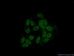 HNRNPH1 Rabbit anti-Human, Mouse, Rat, Polyclonal, Proteintech 150 &mu;L;