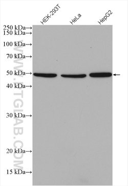 HNRNPH1 Rabbit anti-Human, Mouse, Rat, Polyclonal, Proteintech 150 &mu;L;