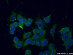 SEC22B Rabbit anti-Human, Mouse, Rat, Polyclonal, Proteintech:Antibodies:Primary