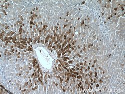 SEC22B Rabbit anti-Human, Mouse, Rat, Polyclonal, Proteintech:Antibodies:Primary