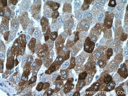 SEC22B Rabbit anti-Human, Mouse, Rat, Polyclonal, Proteintech:Antibodies:Primary