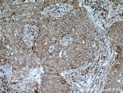 SEC22B Rabbit anti-Human, Mouse, Rat, Polyclonal, Proteintech:Antibodies:Primary