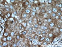 SEC22B Rabbit anti-Human, Mouse, Rat, Polyclonal, Proteintech:Antibodies:Primary
