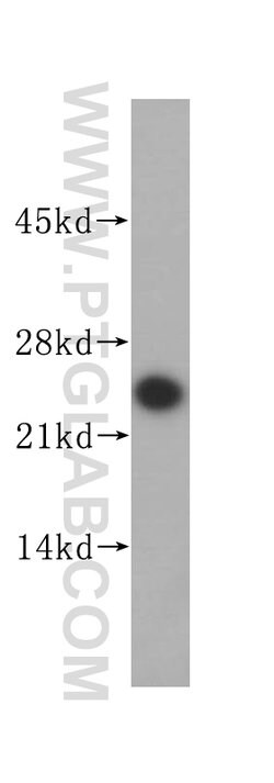 SEC22B Rabbit anti-Human, Mouse, Rat, Polyclonal, Proteintech:Antibodies:Primary