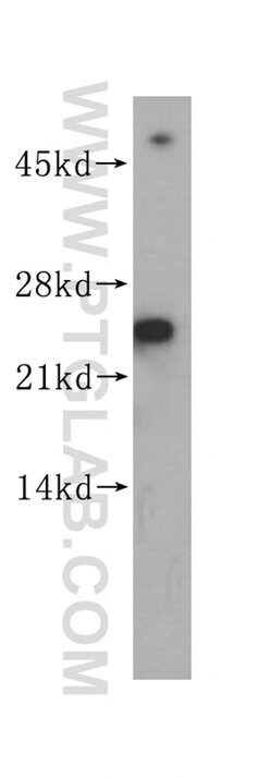 SEC22B Rabbit anti-Human, Mouse, Rat, Polyclonal, Proteintech:Antibodies:Primary