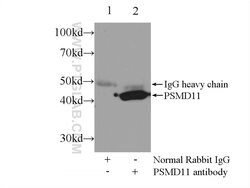 PSMD11 Rabbit anti-Human, Mouse, Rat, Polyclonal, Proteintech 150 &mu;L;