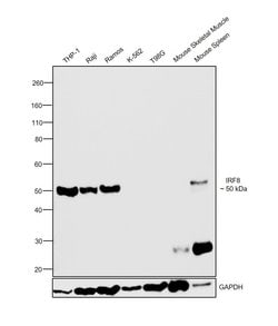 IRF8 Monoclonal Antibody (GW4CML3), eBioscience:Antibodies, Monoclonal