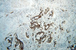 MRPL12 Rabbit anti-Human, Mouse, Rat, Polyclonal, Proteintech 150 &mu;L;