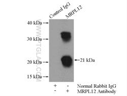 MRPL12 Rabbit anti-Human, Mouse, Rat, Polyclonal, Proteintech 150 &mu;L;