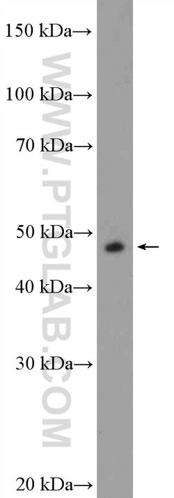 DDX39B Rabbit anti-Human, Mouse, Rat, Polyclonal, Proteintech 150 &mu;L; Unconjugated 