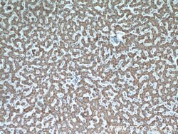 GOT2 Rabbit anti-Human, Mouse, Rat, Polyclonal, Proteintech:Anticorps:Anticorps