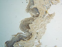 GOT2 Rabbit anti-Human, Mouse, Rat, Polyclonal, Proteintech:Anticorps:Anticorps