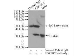 EXOSC2 Rabbit anti-Human, Mouse, Rat, Polyclonal, Proteintech 150 &mu;L;