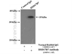 HSD17B7 Rabbit anti-Human, Mouse, Rat, Polyclonal, Proteintech 150 &mu;L;