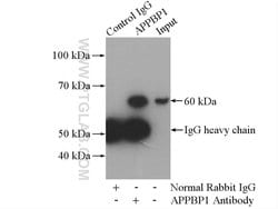 APPBP1 Rabbit anti-Human, Mouse, Rat, Polyclonal, Proteintech 20 &mu;L;